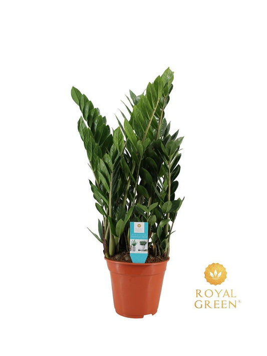 Zamioculcas – Pflegeleichte & luftreinigende Zimmerpflanze