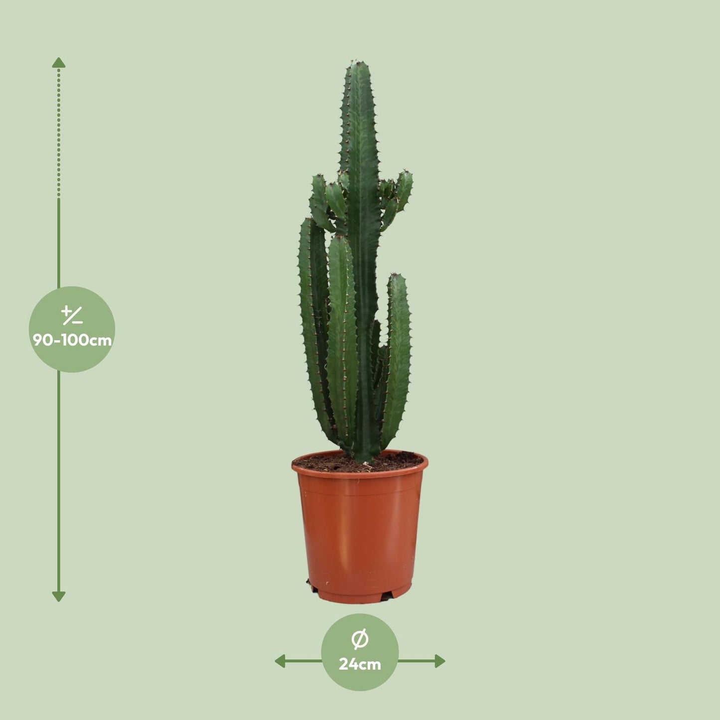 Euphorbia Acrurensis – Pflegeleichte Zimmerpflanze Ø24cm