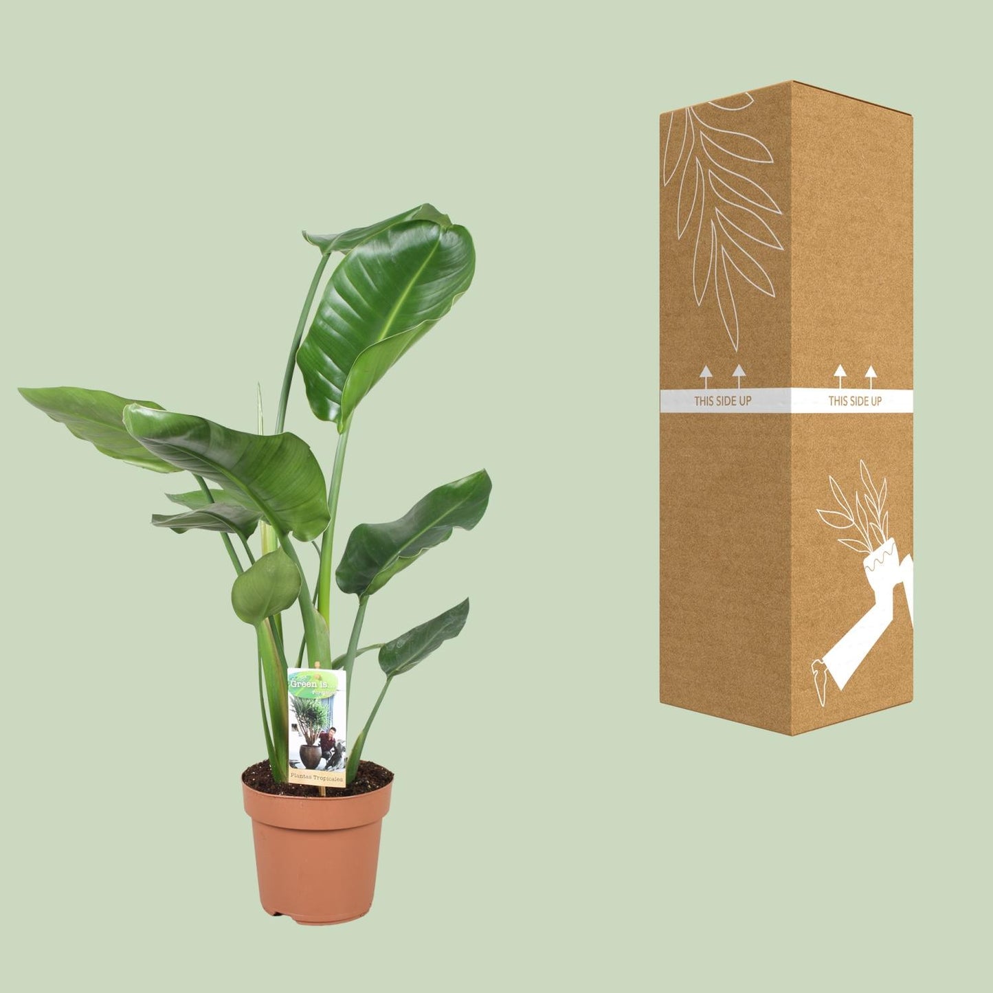 Strelitzia Nicolai – Tropische Paradiesvogelblume Ø17cm