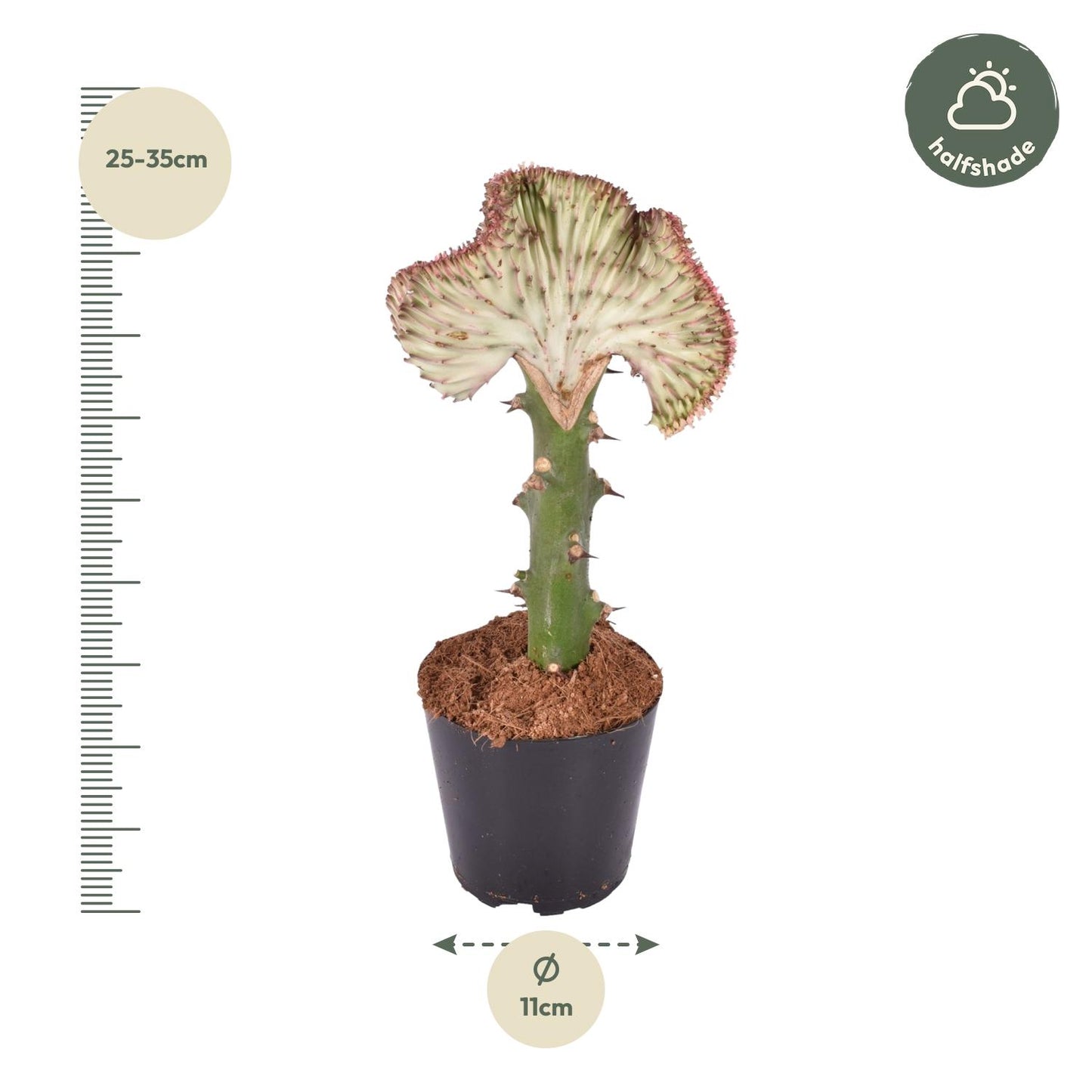 Euphorbia lactea Cristata – Korallen-Kaktus 30 cm