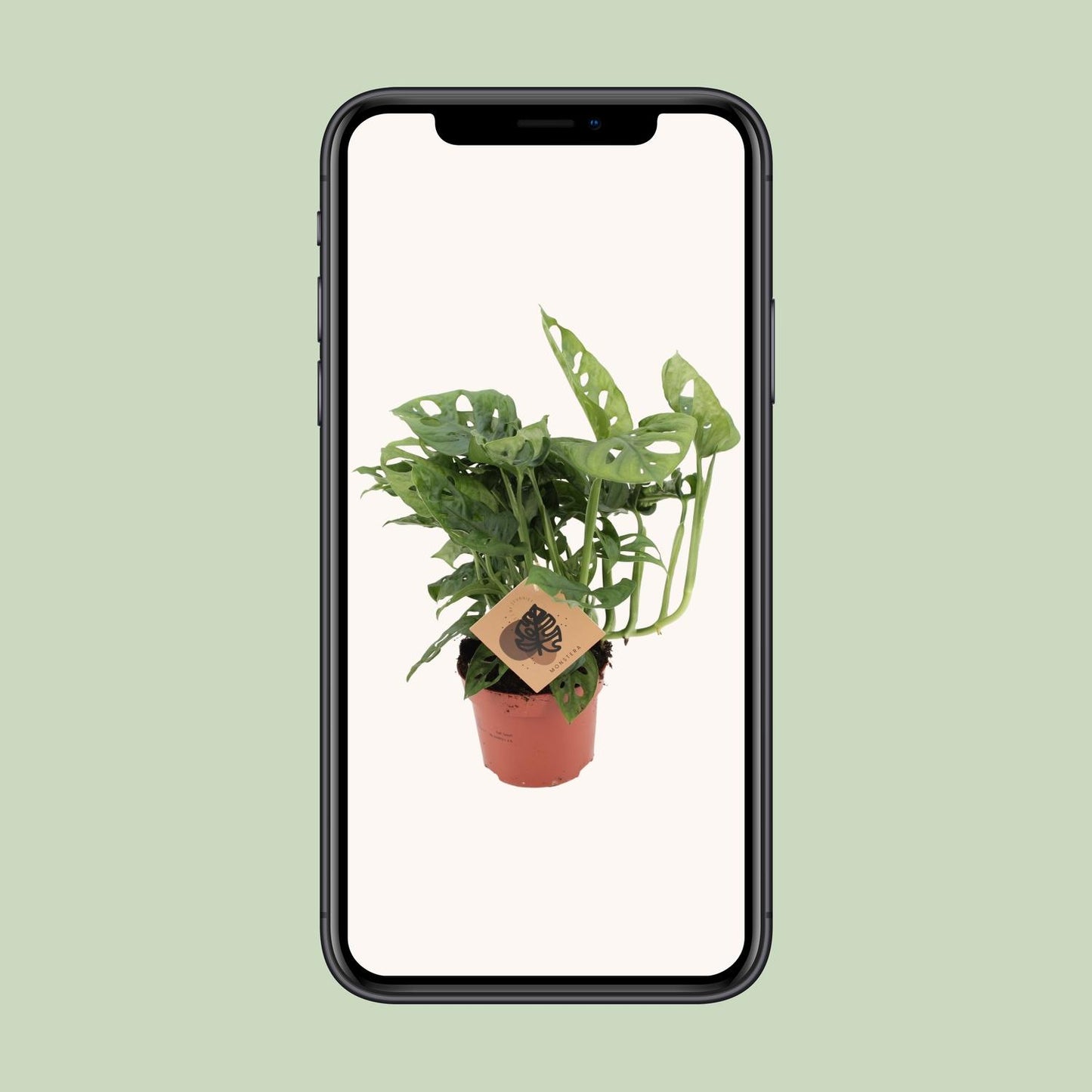Monstera Monkey Leaf – Pflegeleichte Tropische Zimmerpflanze Ø12cm