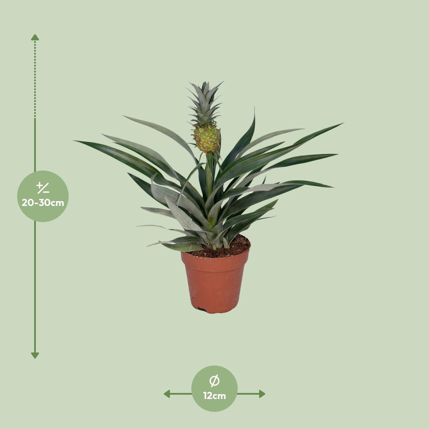 Bromelia Ananas Zimmerpflanze Ø12 cm, 30 cm hoch