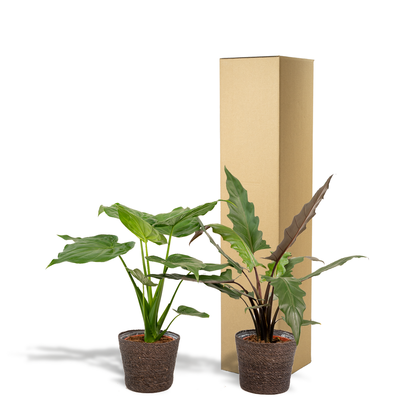 Alocasia Duo im Igmar Korb – Tropisches Zimmerpflanzen-Set