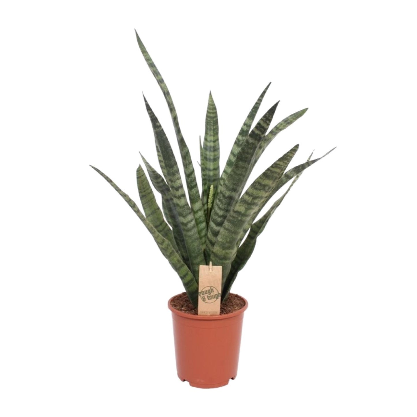 Sansevieria Diamond Green – Pflegeleichte Zimmerpflanze Ø19cm