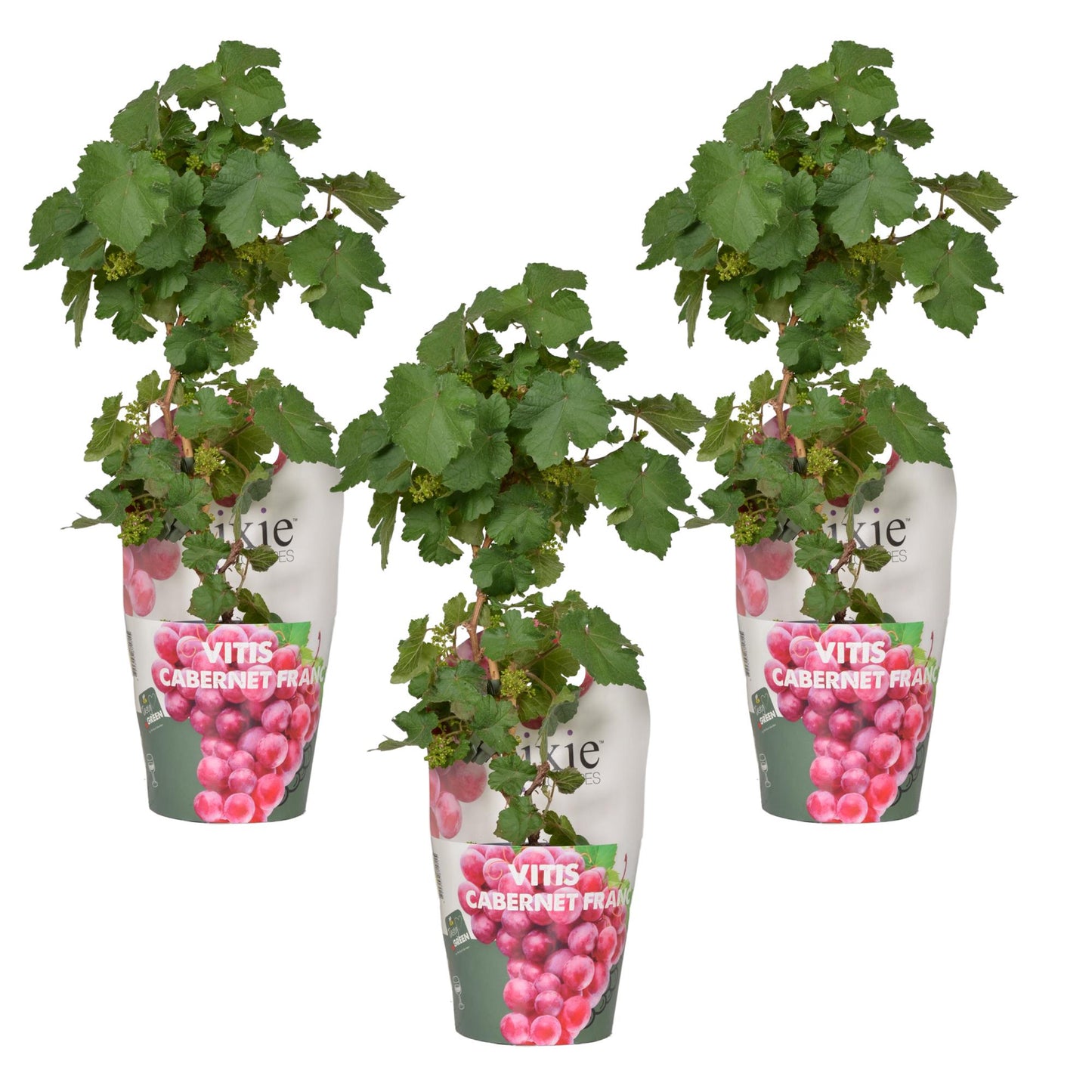 3x Vitis Pixie 'Cabernet Franc' – Zwergtraube Ø14cm, pflegeleicht