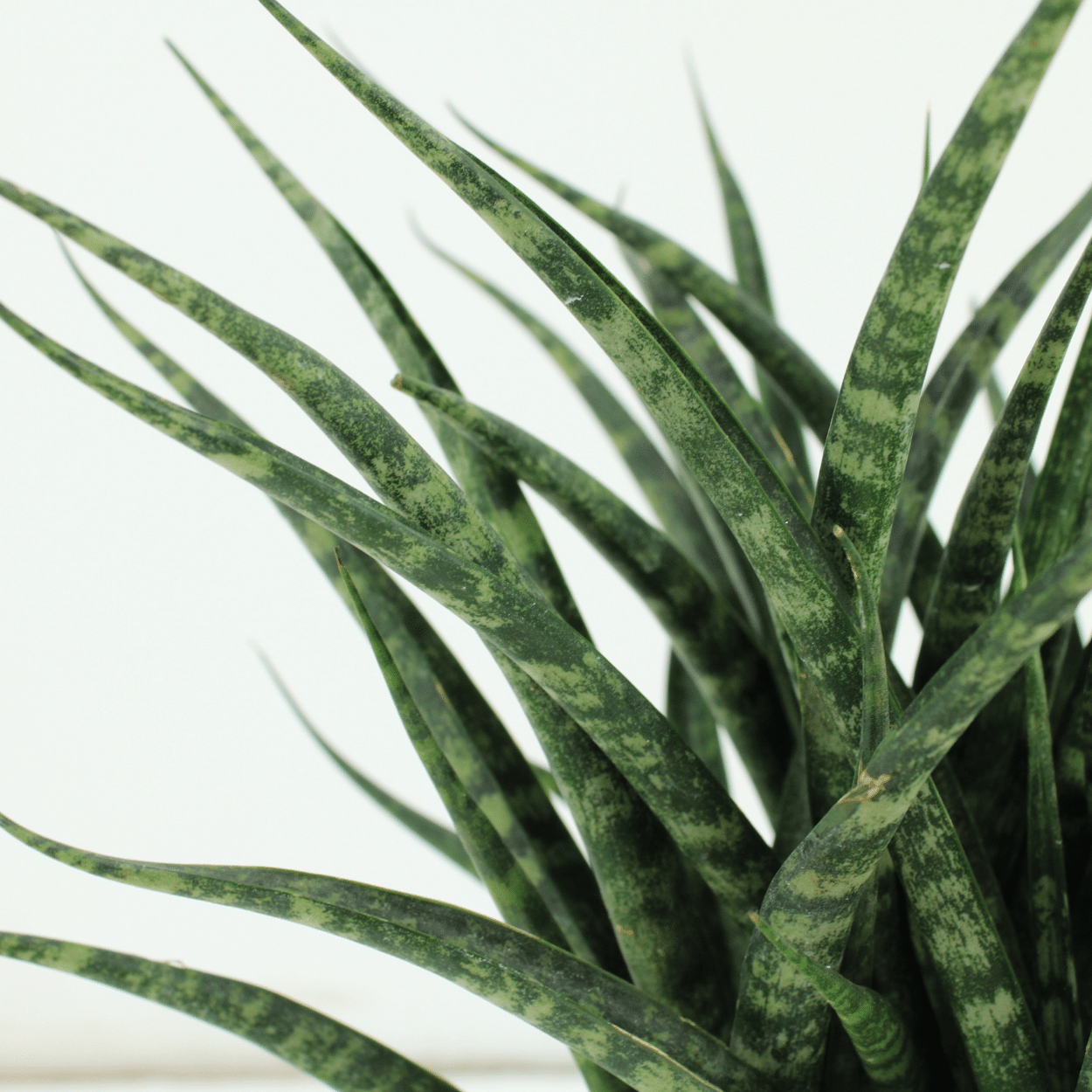 Sansevieria Fernwood Punk – 2er-Set Ø12cm, pflegeleicht