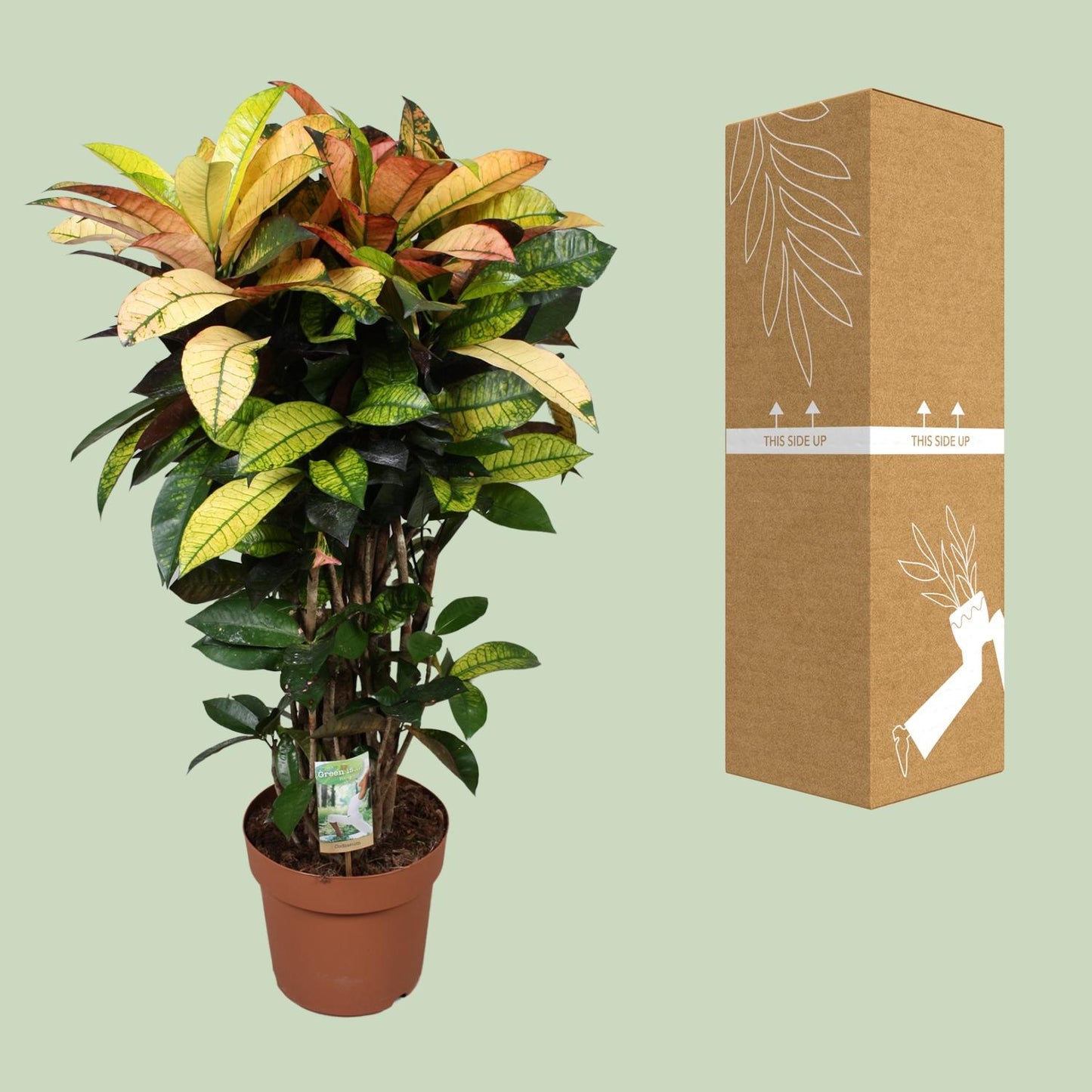 Kroton 'Mrs. Iceton' – Farbenfrohe, pflegeleichte Zimmerpflanze Ø24cm