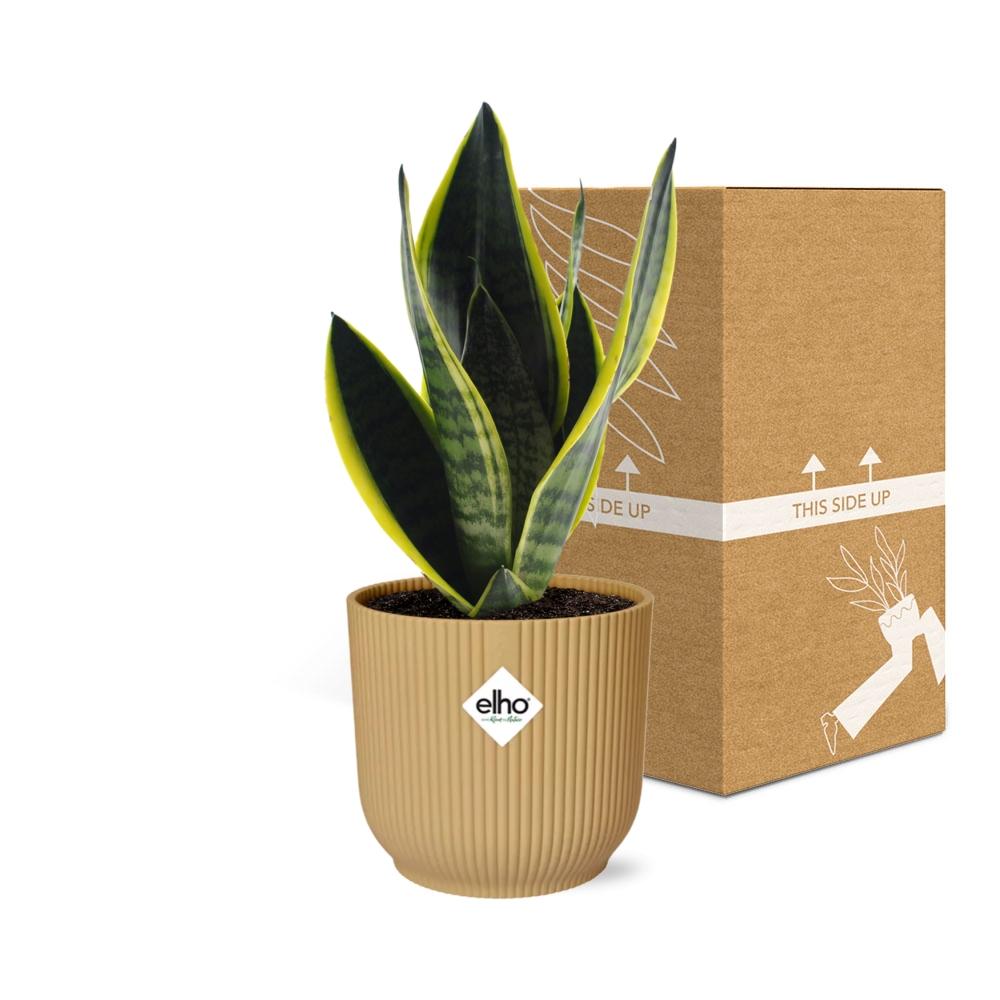 Sansevieria Futura Superba in ELHO Vibes Fold 14cm Gelb