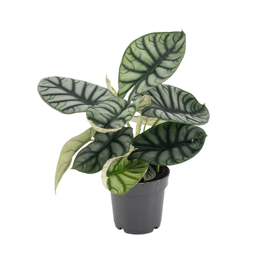 Alocasia Nebula Silver – Pflegeleichte Trendpflanze Ø14cm