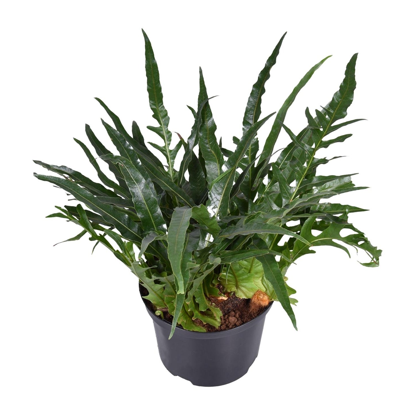 Aglaomorpha coronans – Eleganter Santa Rosa Farn Ø23cm