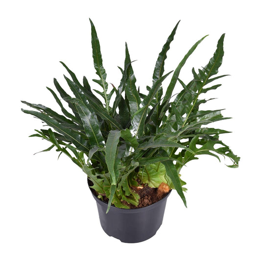 Aglaomorpha coronans – Eleganter Santa Rosa Farn Ø23cm