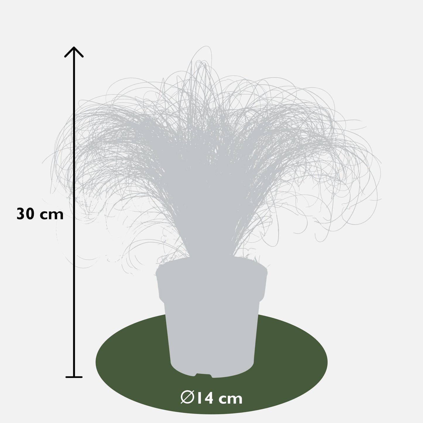 5er Set Carex Mix – Pflegeleichte Ziergräser Ø14cm