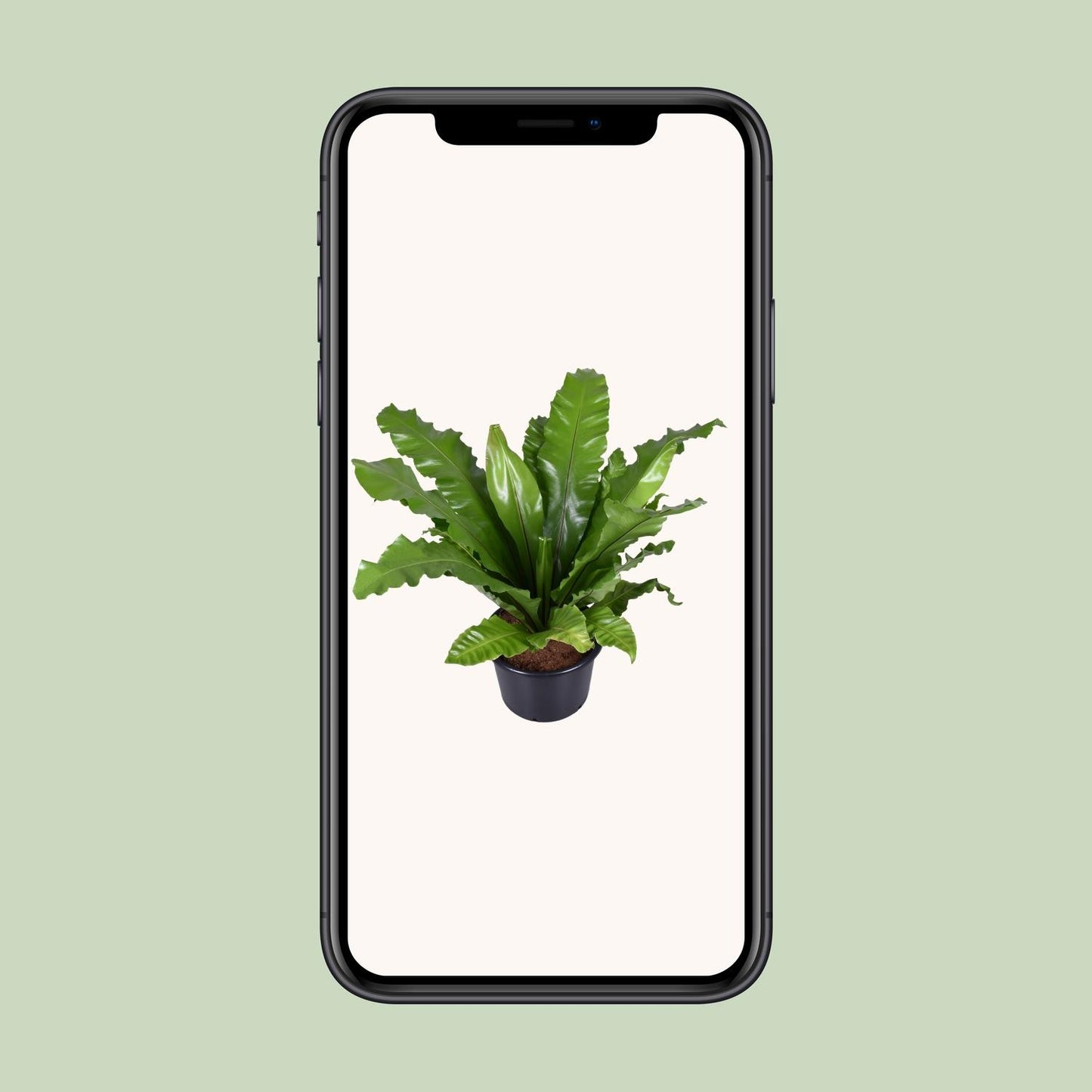 Asplenium Nidus – Nestfarn Ø37cm, Höhe 85cm, pflegeleicht