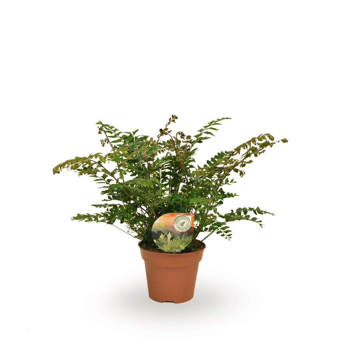Didymochlaena Truncatula – Exotische Zimmerpflanze Ø17cm