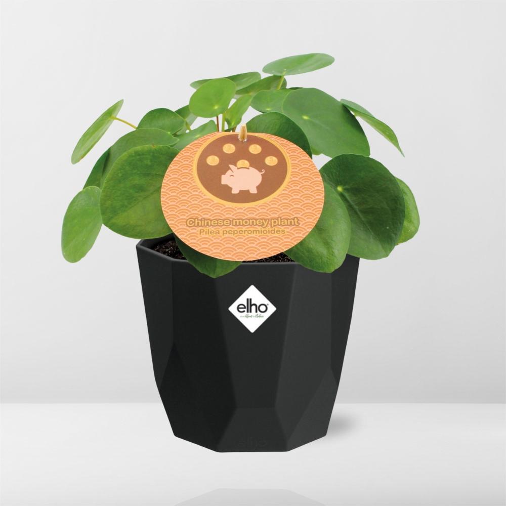 Pilea Peperomioides 12cm im schwarzen 14cm Topf