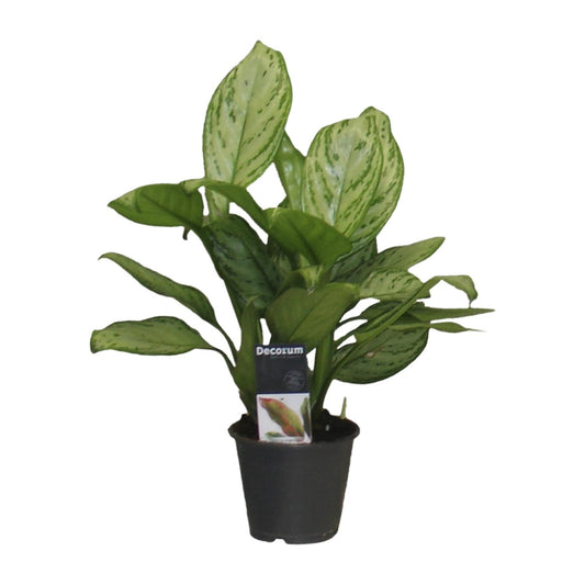 Aglaonema Christina – Pflegeleichte Luftreiniger-Pflanze Ø12cm