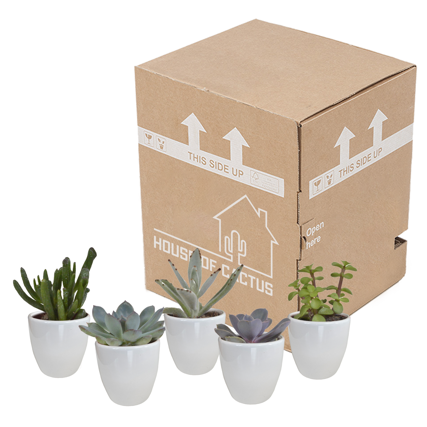 Vetplanten-Mischung 5er Set in Weißem Topf