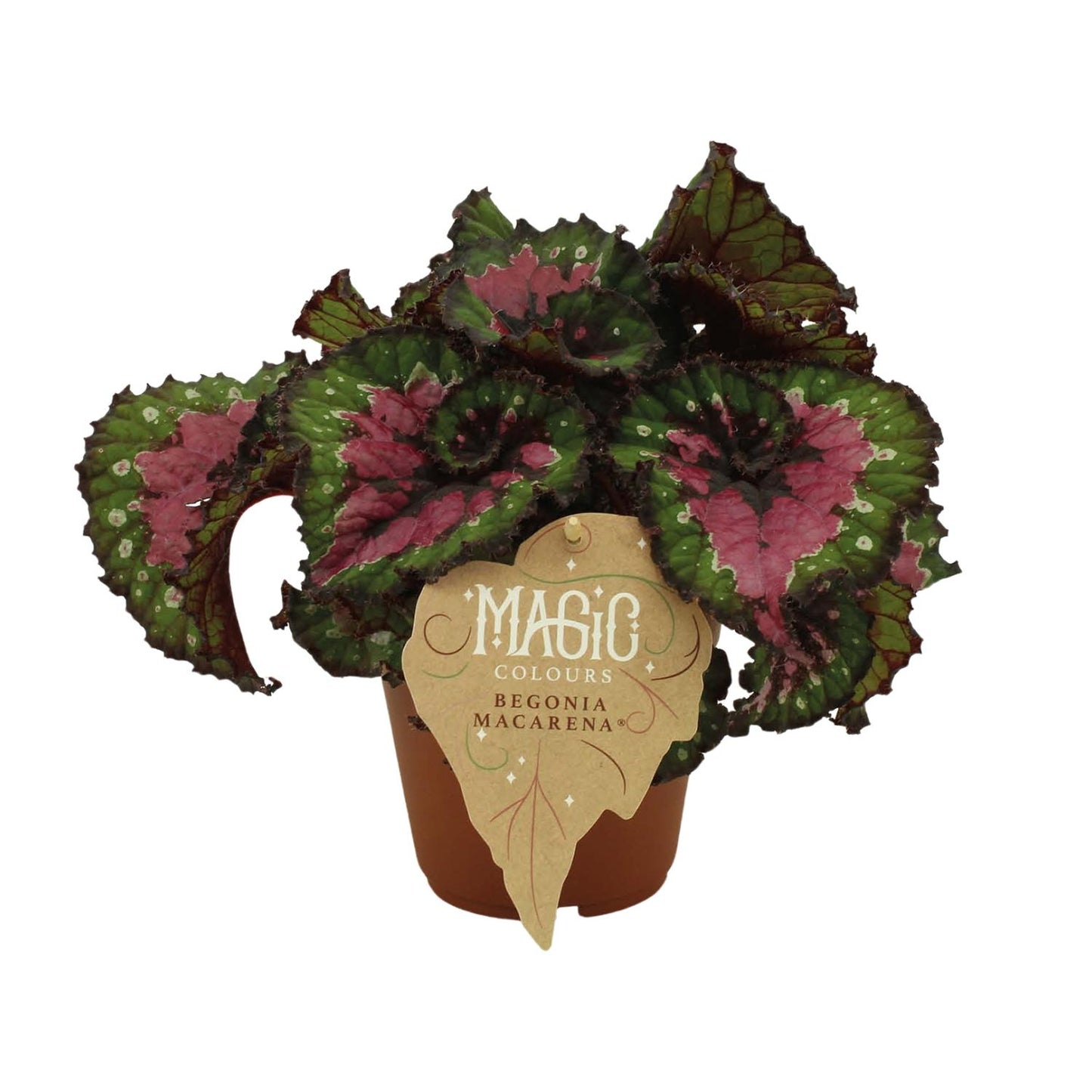 Begonia Rex Macarena – Farbintensive Zimmerpflanze Ø12 cm