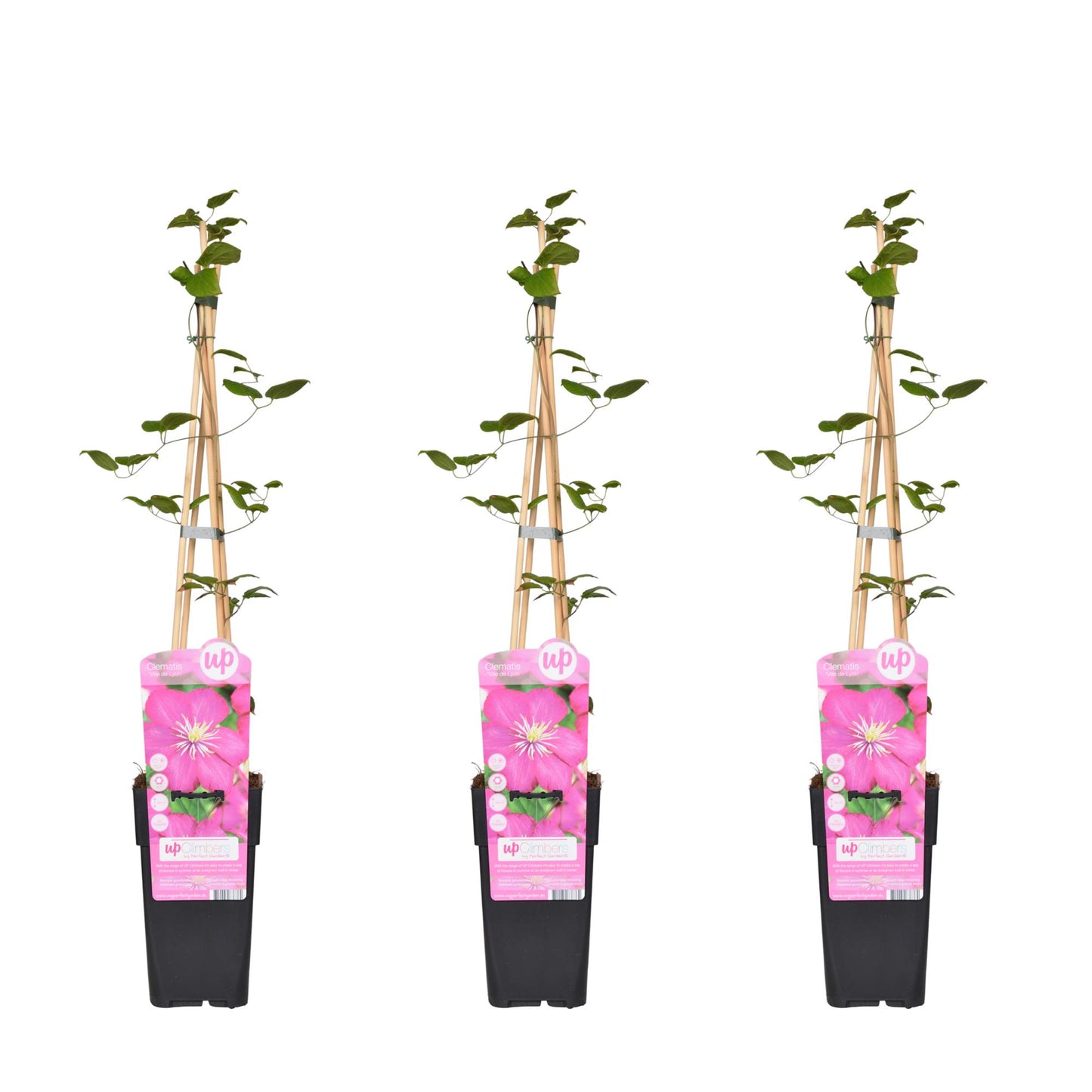 3x Clematis 'Ville de Lyon' - Kletterpflanze Ø15cm, 65cm hoch