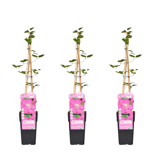 3x Clematis 'Ville de Lyon' - Kletterpflanze Ø15cm, 65cm hoch