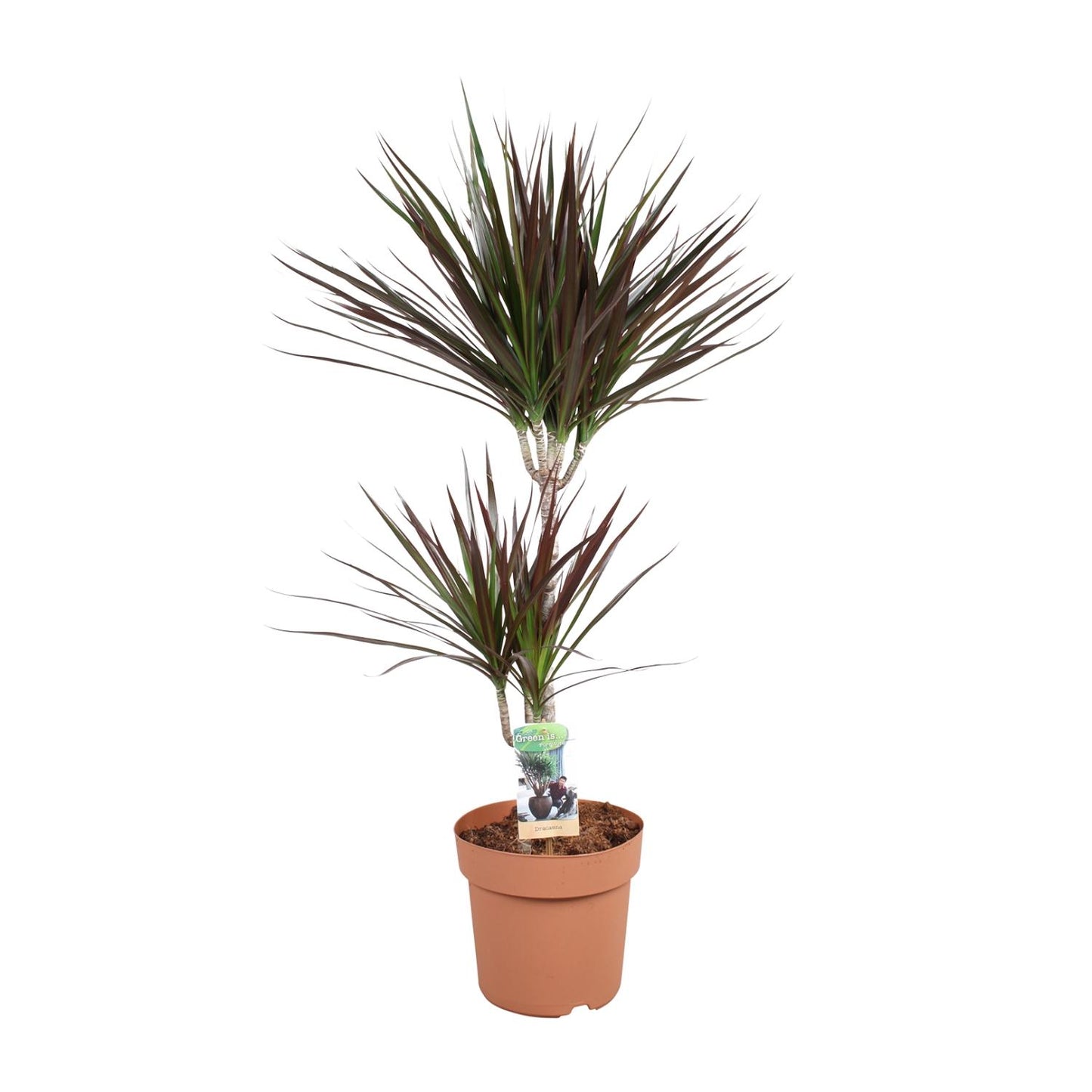Drachenbaum Magenta – 90 cm pflegeleichte Zimmerpflanze