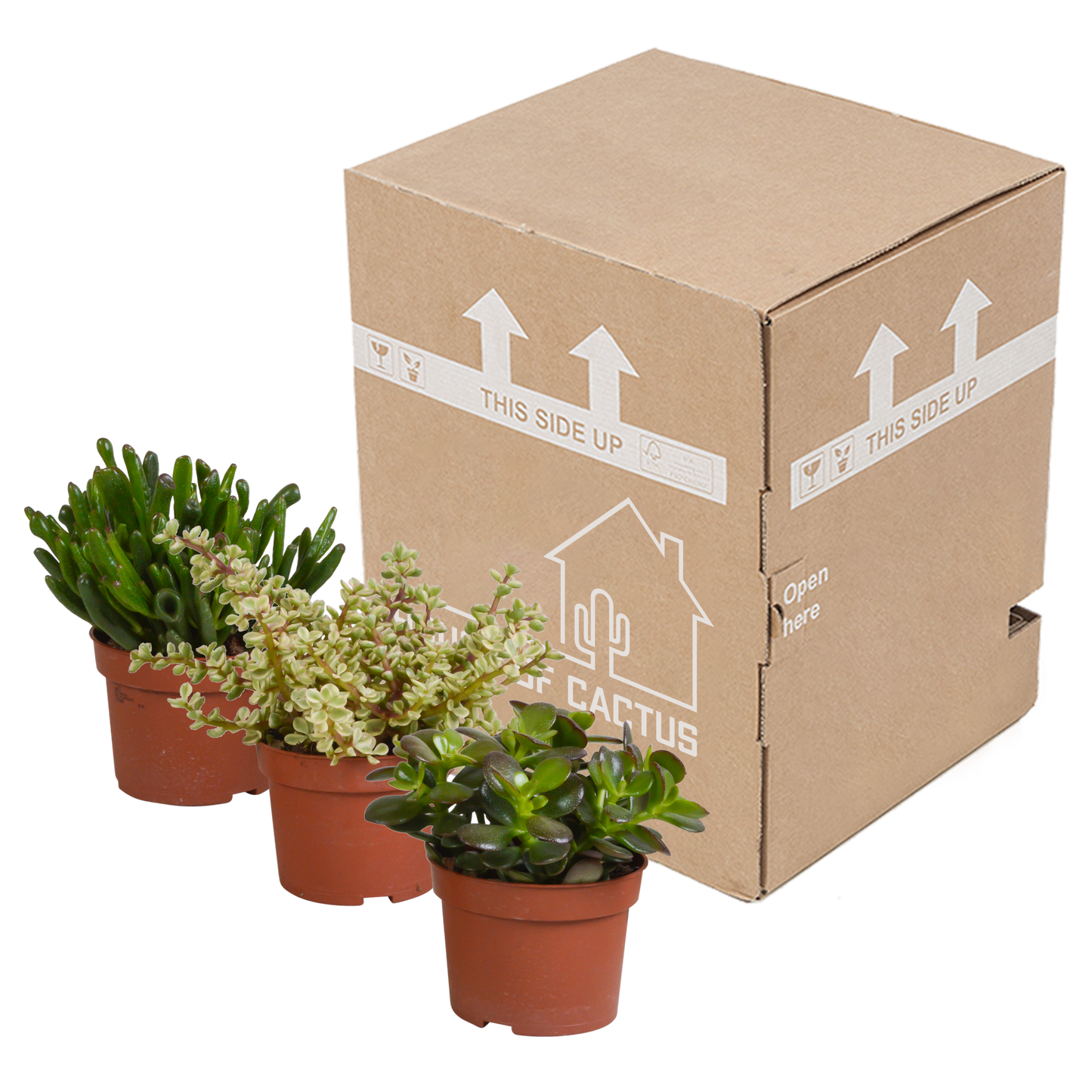 Crassula-Mischung 3er-Set – pflegeleichte Sukkulenten