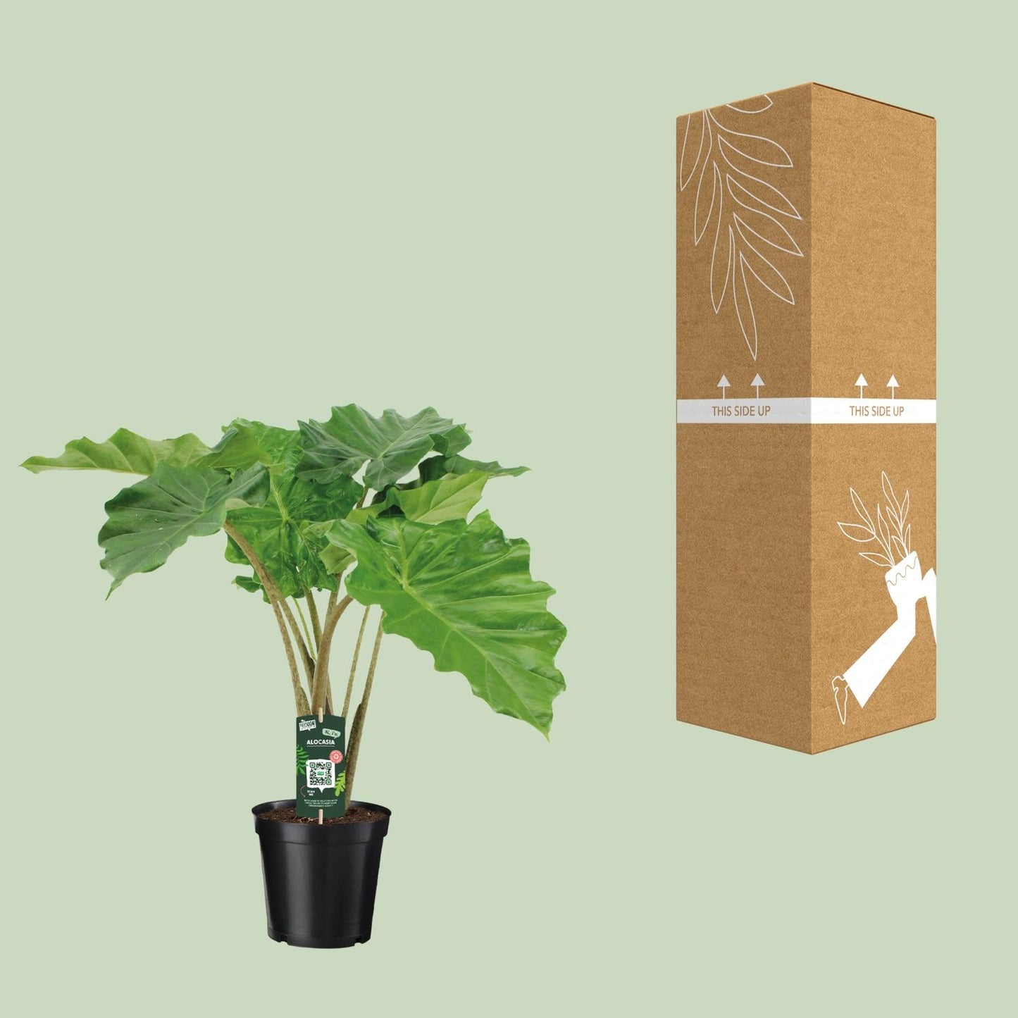 Alocasia Portodora – Pflegeleichte tropische Zimmerpflanze Ø21cm