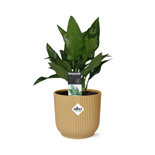 Aglaonema Maria in ELHO Vibes Fold 14cm gelb – Luftreinigende Zimmerpflanze