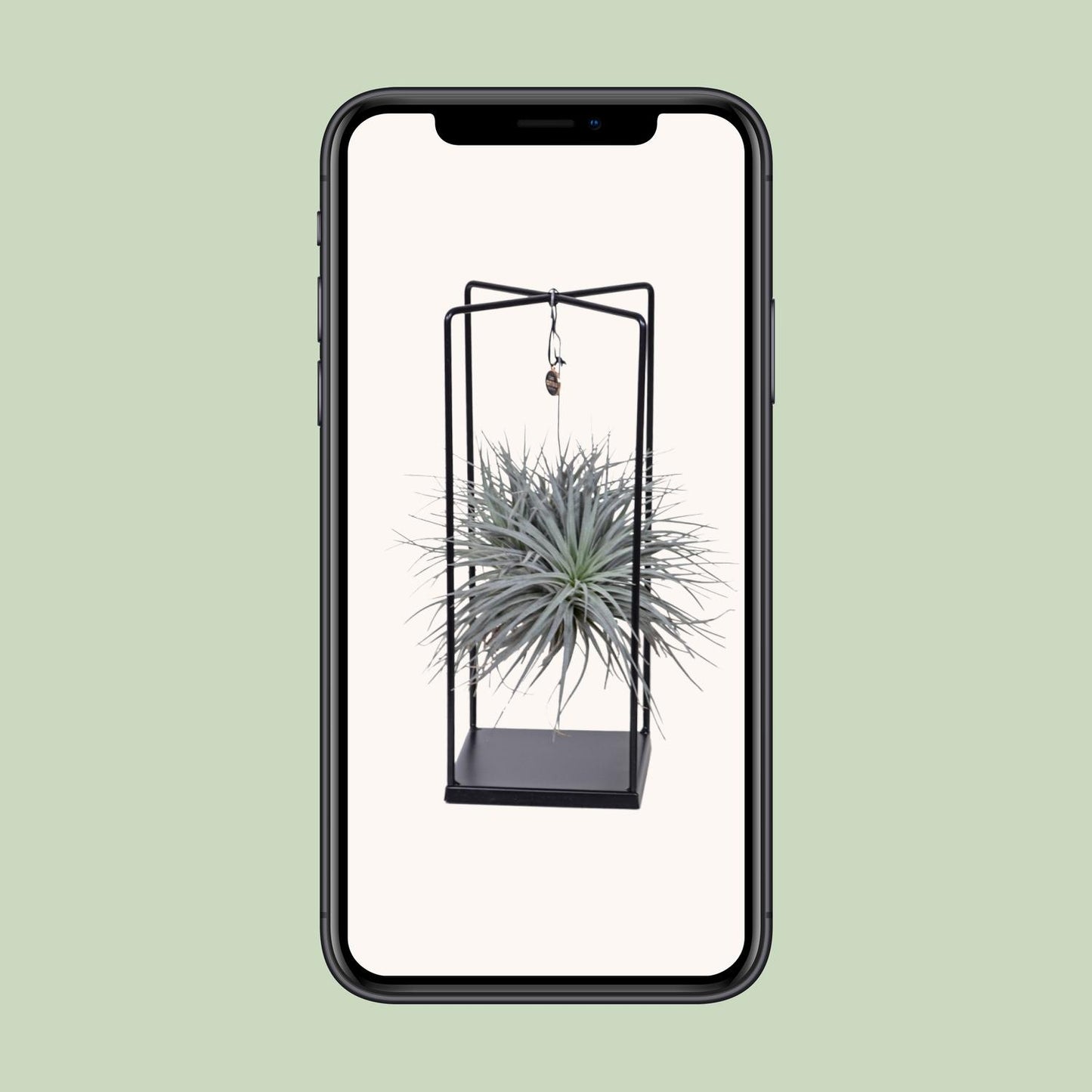 Tillandsia Mix – Pflegeleichte Luftpflanze Ø 20 cm