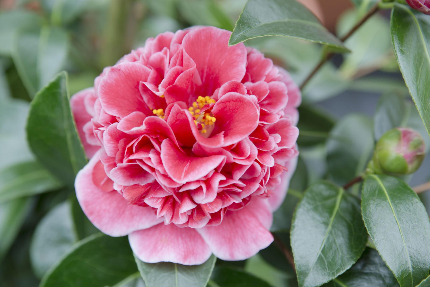Camellia japonica 'Volunteer' – Pflegeleichte Blühpflanze Ø13cm