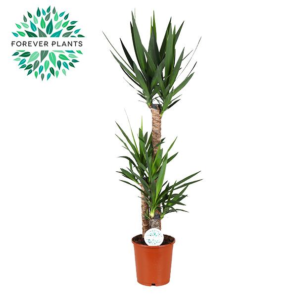 Yucca - Pflegeleichte & luftreinigende Zimmerpflanze Ø24cm