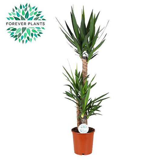 Yucca - Pflegeleichte & luftreinigende Zimmerpflanze Ø24cm