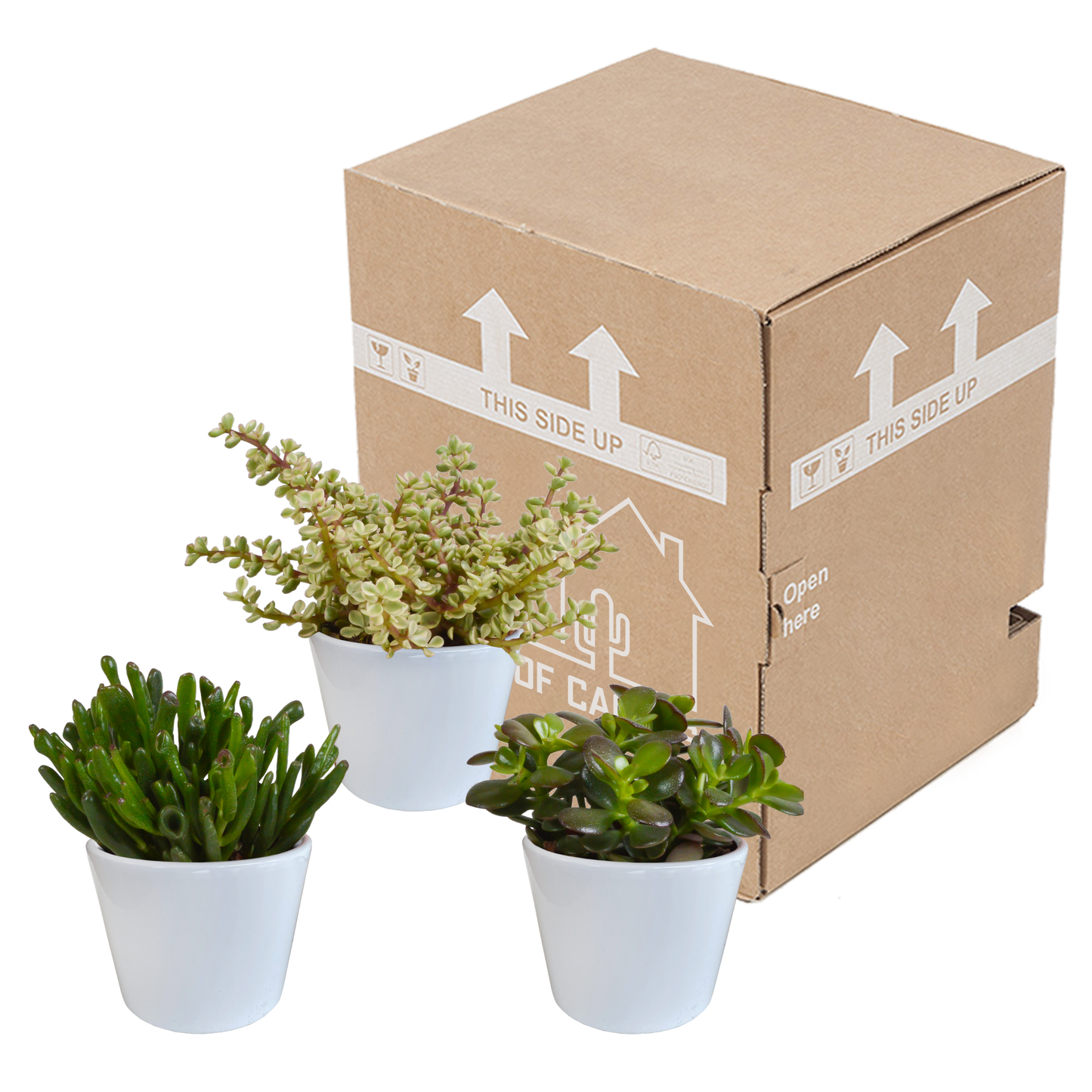 Crassula-Mischung 3er-Set im weißen Topf 10,5 cm