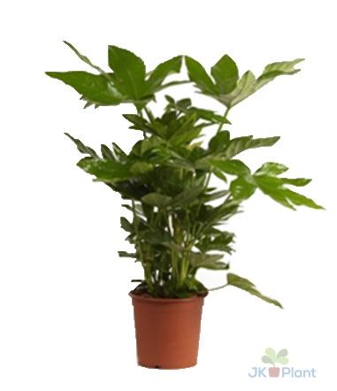 Zimmeraralie (Fatsia Japonica) – Pflegeleichte Trendpflanze