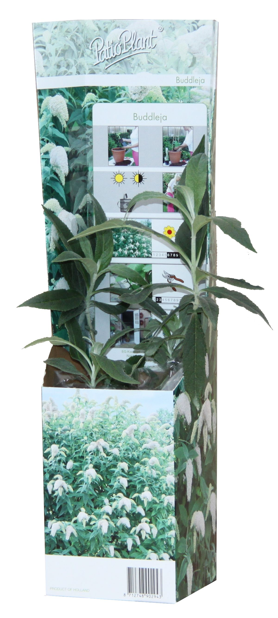 20x Buddleja davidii Mix – Blühender Schmetterlingsstrauch