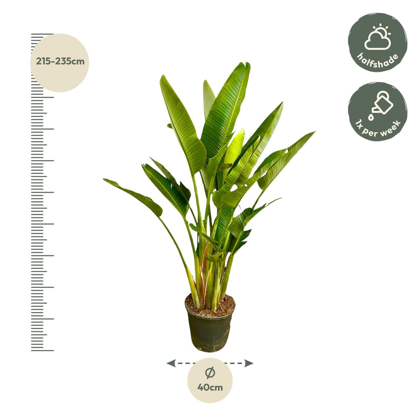Strelitzia Augusta multi stam XXL – 225 cm, ø40 cm