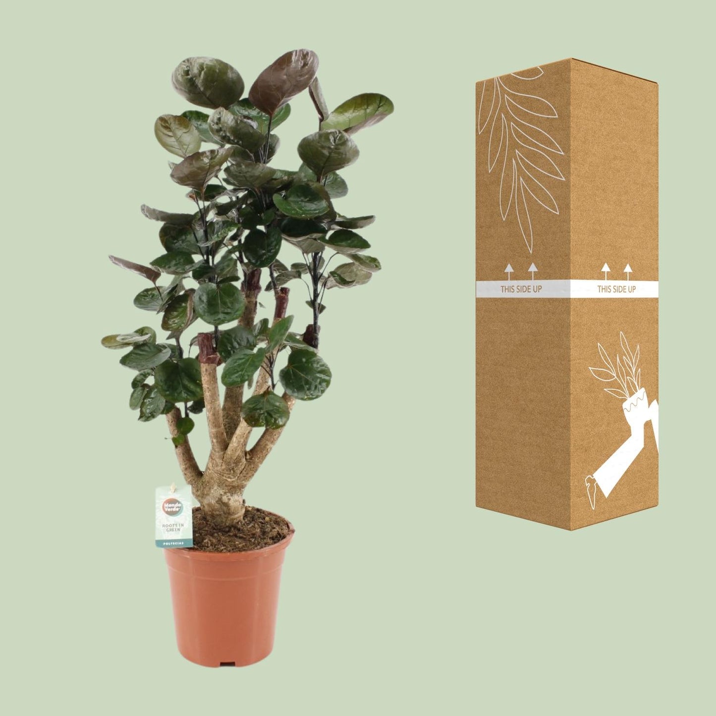 Polyscias Fabian – Pflegeleichte Zimmerpflanze Ø17cm