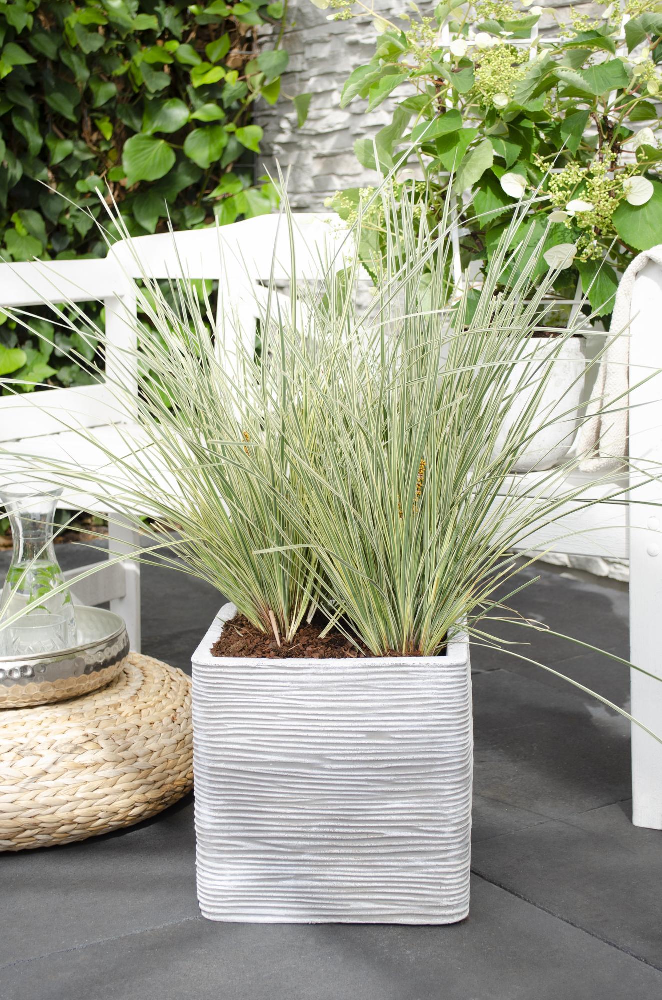 Lomandra longifolia 'White Sands' – Pflegeleichte Terrassenpflanze