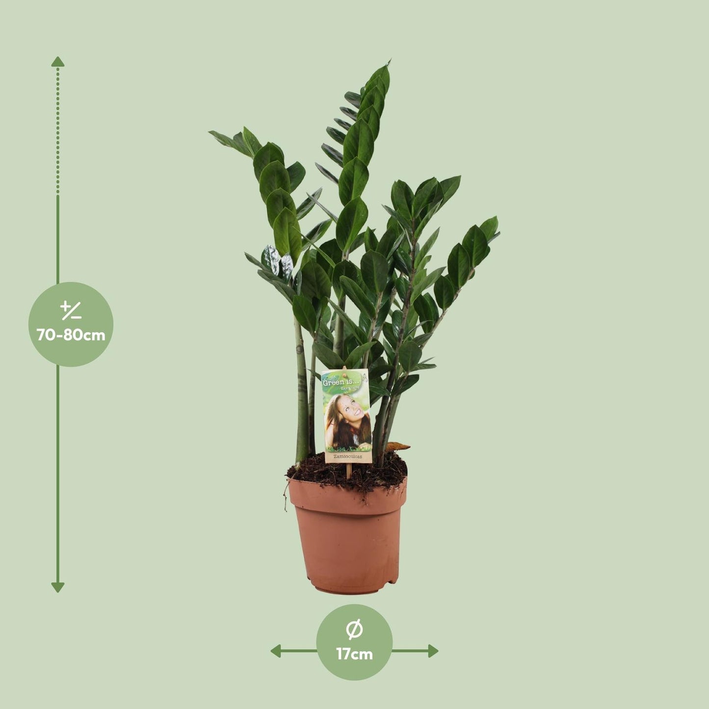 Zamioculcas (ZZ-Pflanze) – Pflegeleichte Zimmerpflanze Ø17 cm