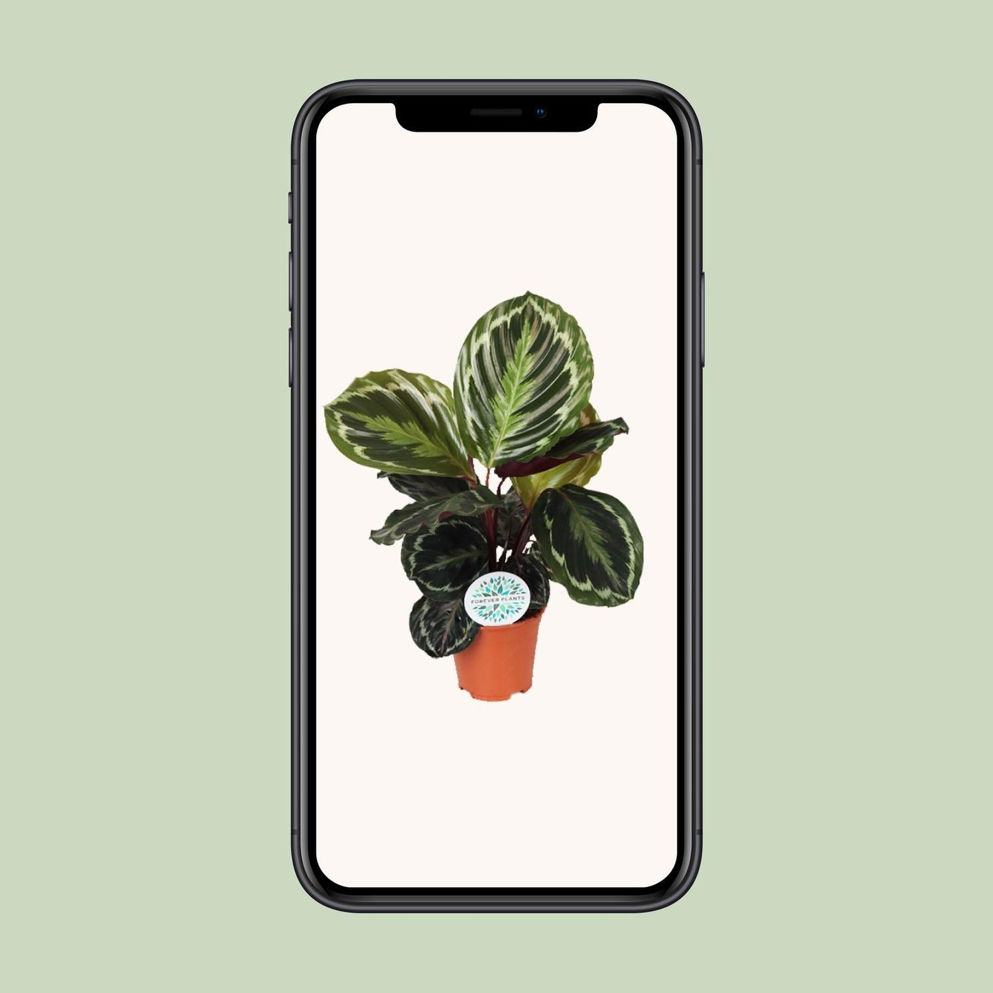 Calathea Medallion – Exotische pflegeleichte Zimmerpflanze Ø14 cm