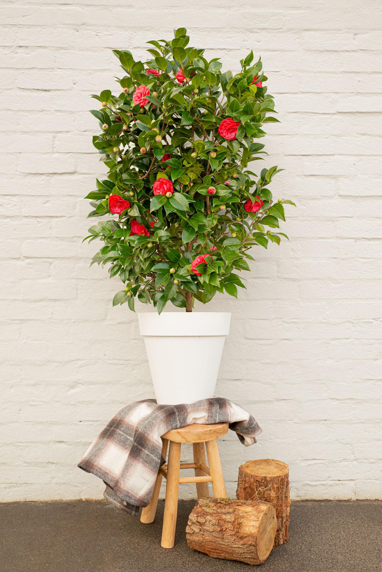 Camellia japonica 'Black Lace' – Immergrüner Strauch Ø19cm