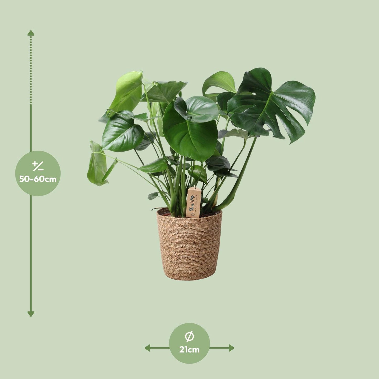 Monstera im Naturkorb Ø21cm, ca. 60cm hoch