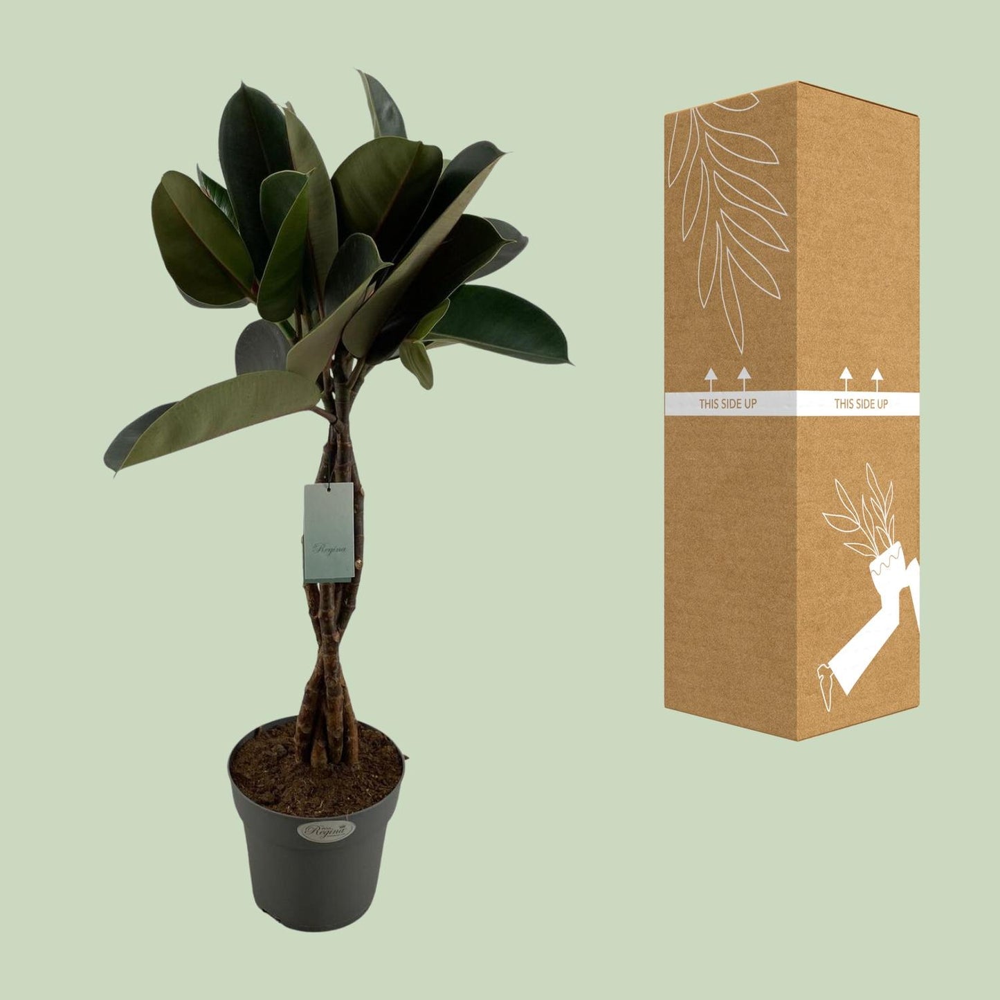 Ficus Elastica Burgundy – Pflegeleichte Zimmerpflanze Ø24cm