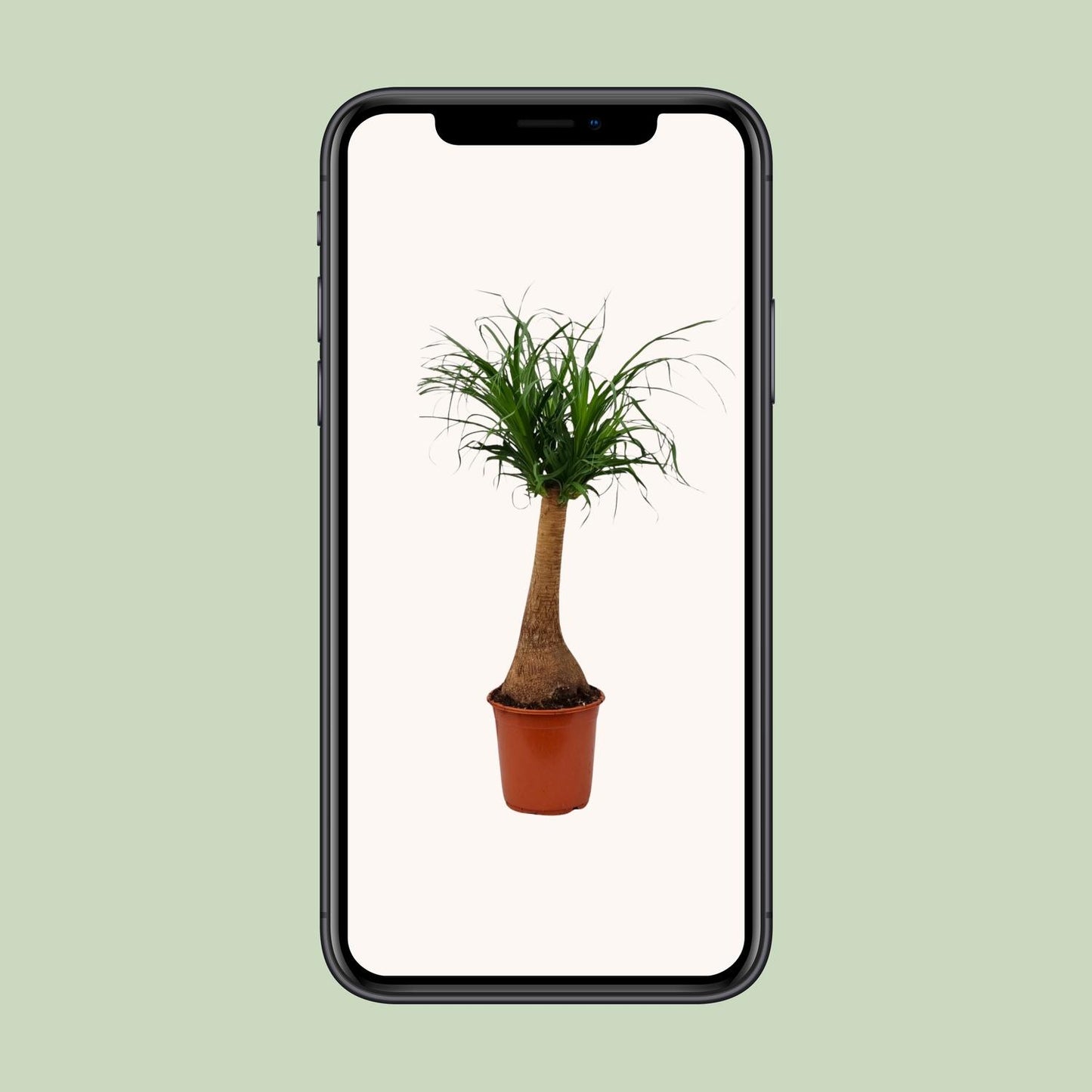 Beaucarnea recurvata – Elefantenfuß-Pflanze Ø21cm, 65cm hoch
