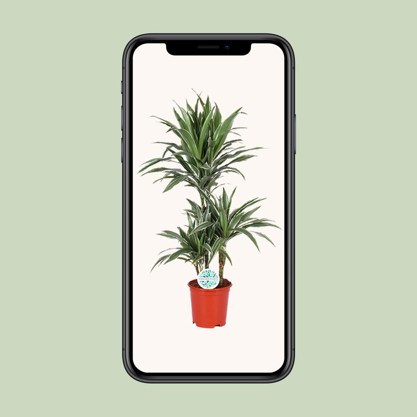 Dracaena Warneckei – Pflegeleichter Drachenbaum Ø21cm, 90cm hoch
