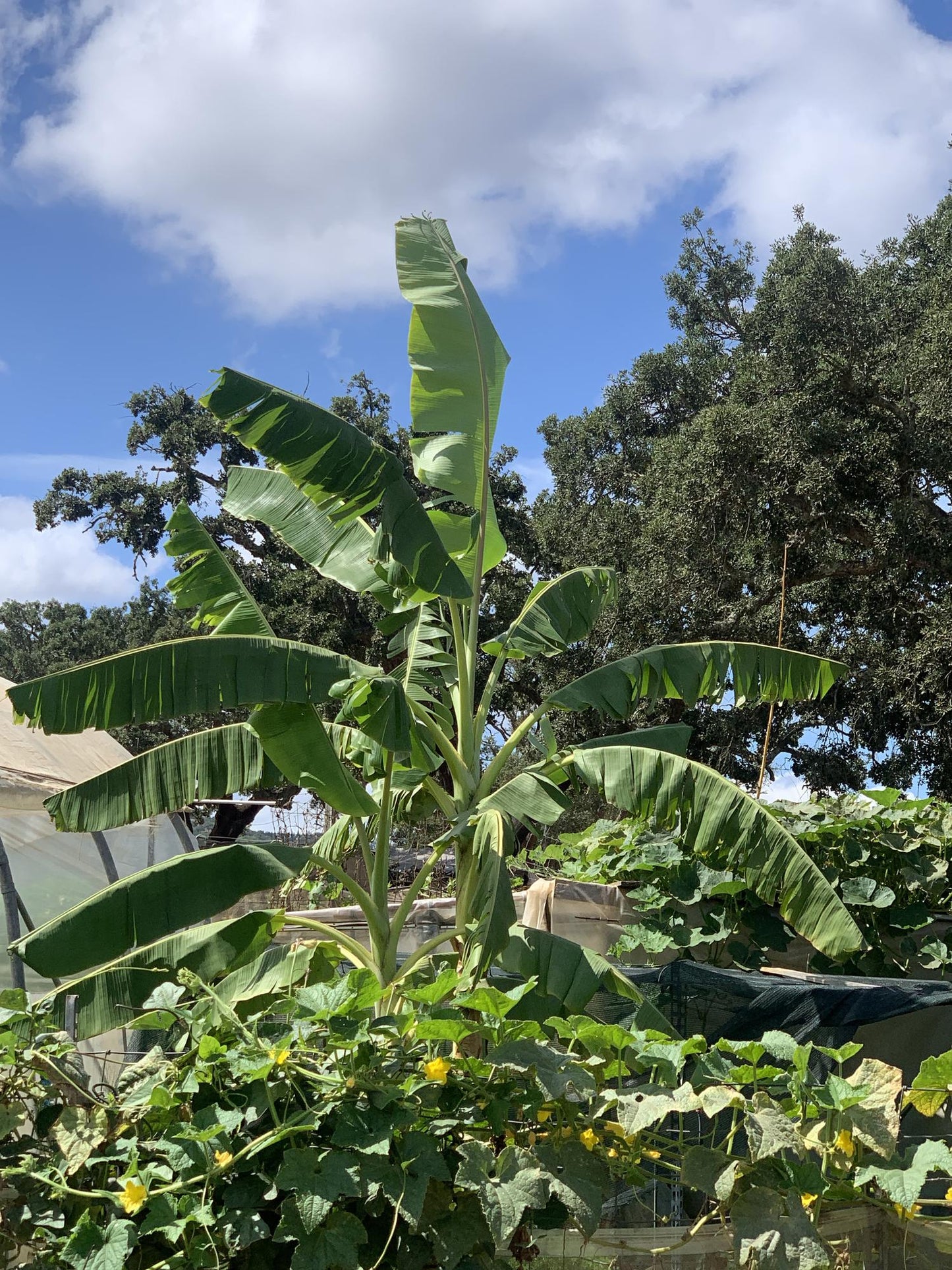 Musa Basjoo – Winterharter Bananenbaum Ø15cm Topf
