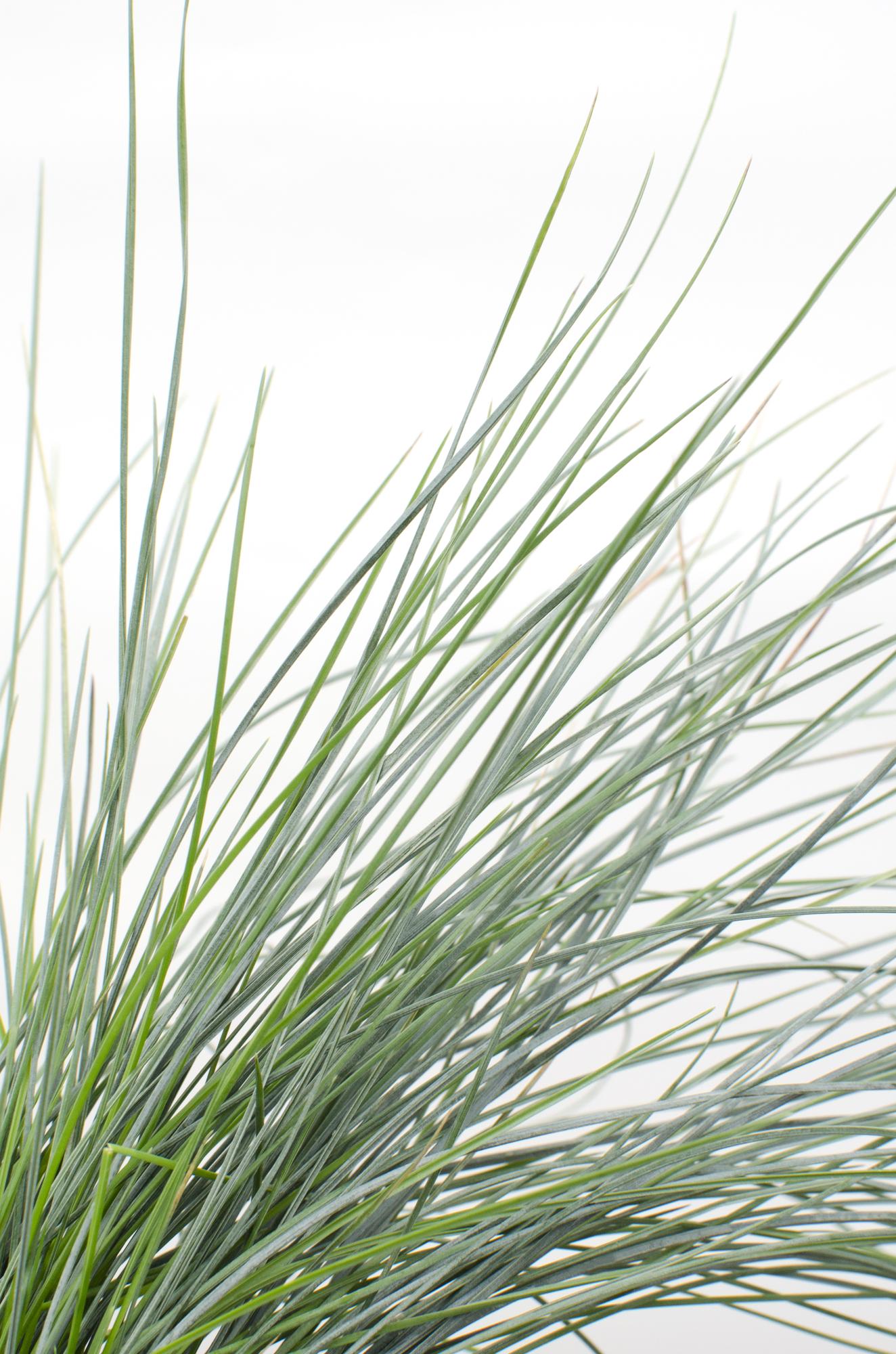 Festuca glauca Azura Blue – Silberblaues Ziergras Ø14cm