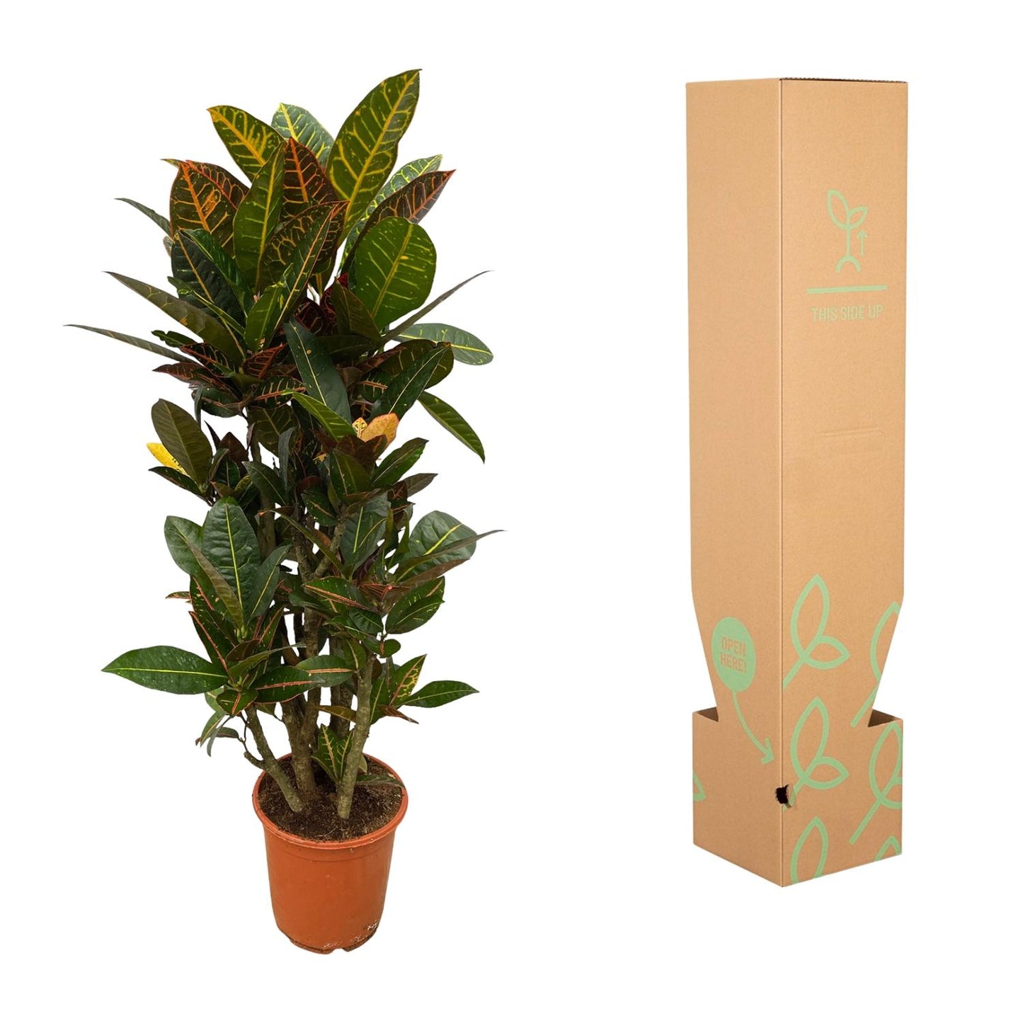 Codiaeum Petra vertakt – farbenfroher Croton 100 cm