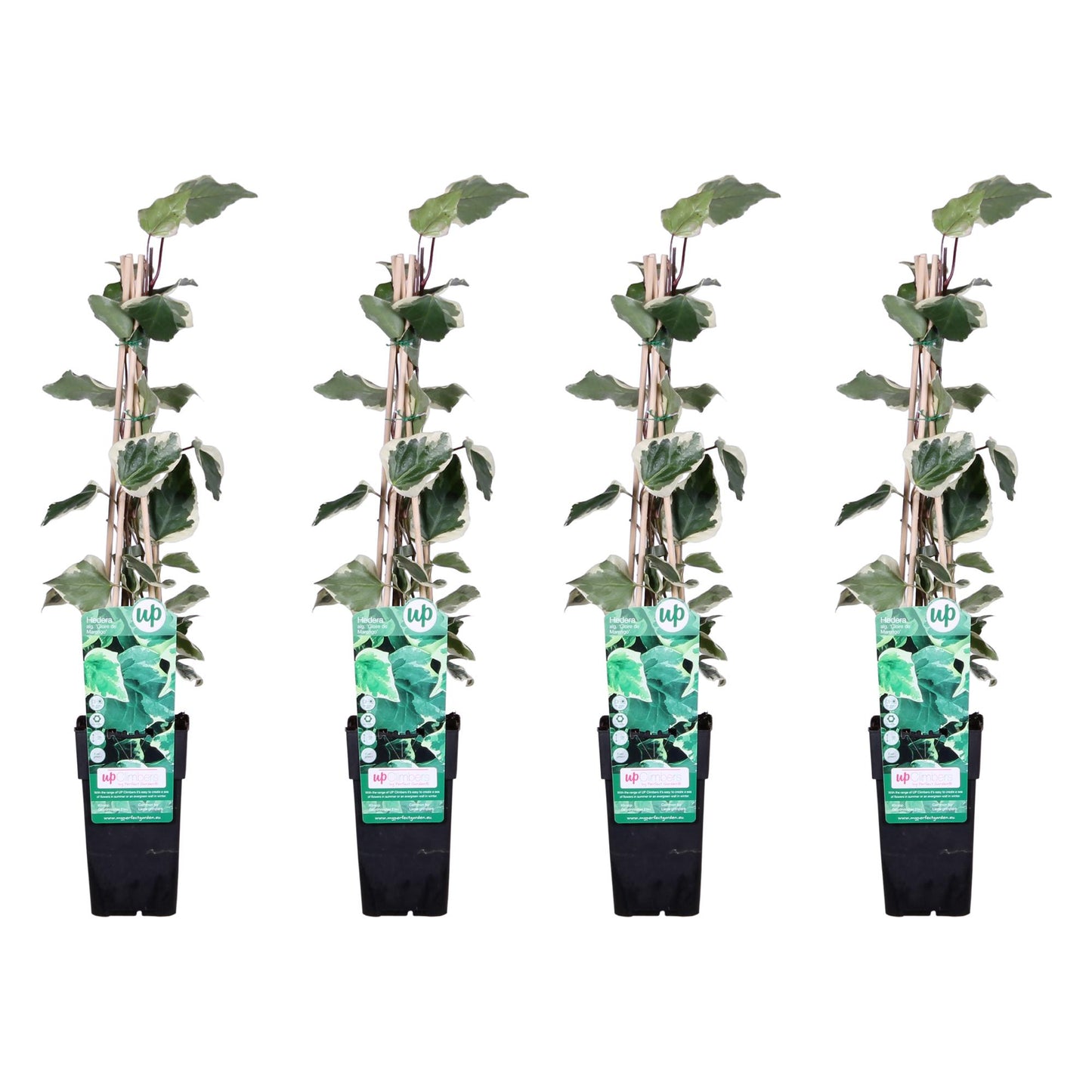 4x Hedera algeriensis 'Gloire de Maren' – Pflegeleichter Algerischer Efeu Ø15cm
