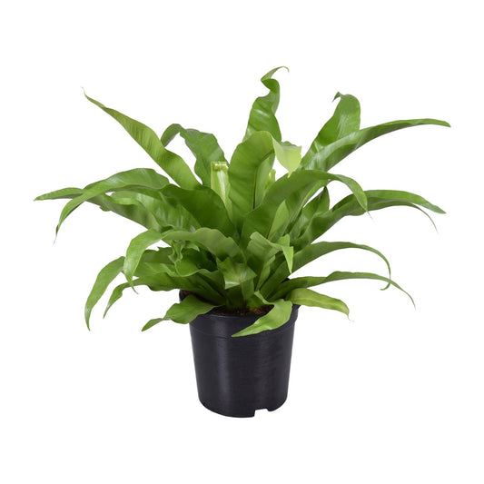 Asplenium Antiquum – Pflegeleichter Vogelnestfarn Ø17cm